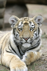 Panthera tigris tigris / Tigre du Bengale / Tigre royal