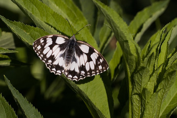 Melanargia galathea / Demi deuil