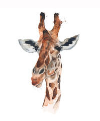 Obraz premium Giraffe head portrait watercolor illustration isolated on white background