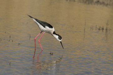 Himantopus himantopus / Echasse blanche