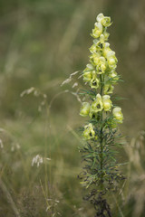 Aconitum anthora / Aconit anthore / Aconit vénéneux