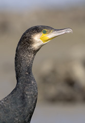 Phalacrocorax carbo / Grand cormoran