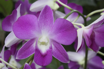 Fototapeta na wymiar Dendrobium x