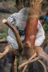 Phascolarctos cinereus / Koala cendré