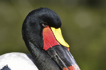 Fototapeta premium Ephippiorhynchus senegalensis / Jabiru du Sénégal