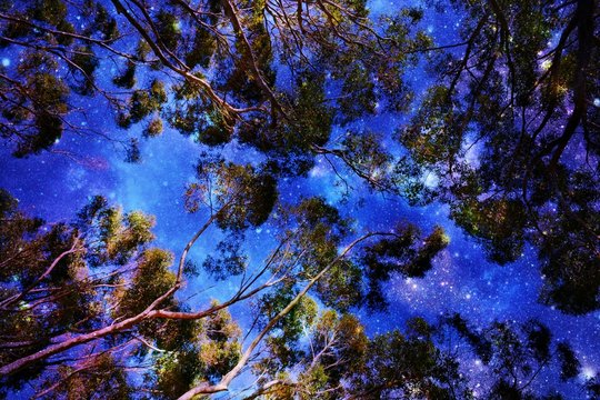 Eucalyptus tree canopies against blue sky