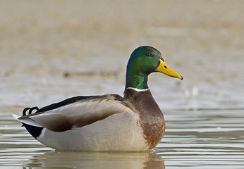 Anas platyrhynchos / Canard colvert