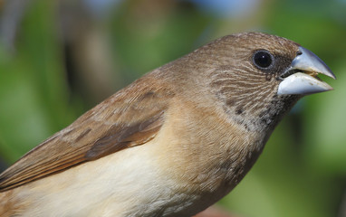Lonchura castaneothorax / Munie à poitrine brune