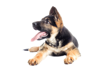 Shepherd puppy looking at the white background