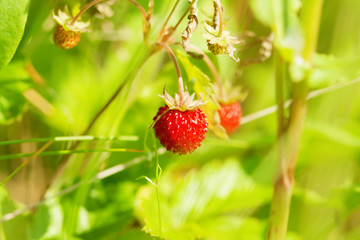 wild strawberry