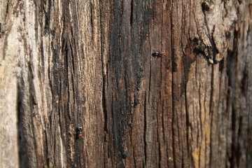 texture di corteccia di un albero