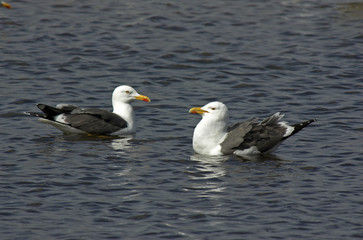 Larus fuscus / Goéland brun