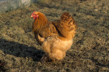 Poule / Race : Orpington