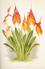 Masdevallia veitchiana
