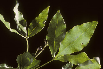 Vepris lanceolata / Bois Patte Poule