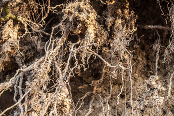 Air tree roots covered in gravel in sunset light
