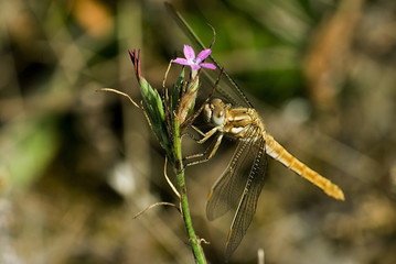Sympetrum sanguineum / Sympétrum rouge sang