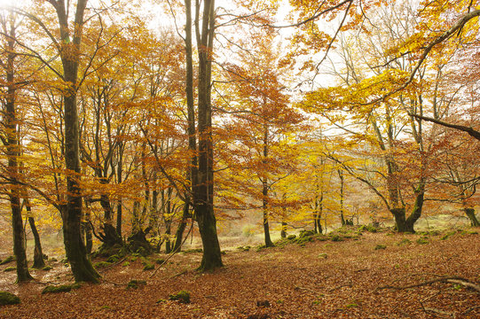 Oto&ntilde;o en Urbasa 3
