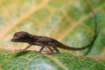 Anolis carolinensis / Anolis de Caroline