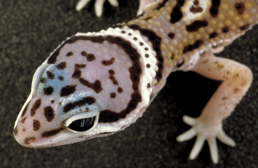 Eublepharis macularius / Gecko léopard