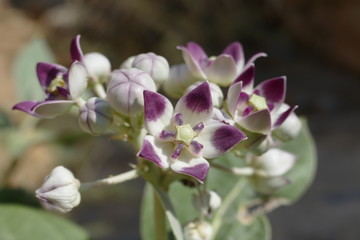 Obraz premium Pink flower