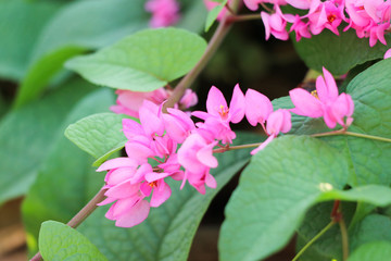 Mexican Creeper pink flowers background