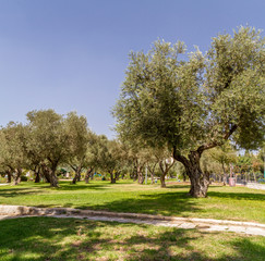 Obraz premium Olive trees in the park, Jerusalem