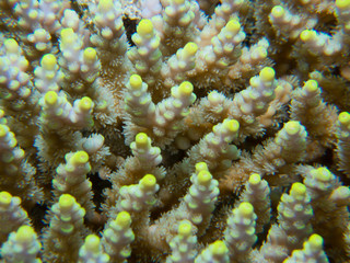 Delicate coral with yellow tips