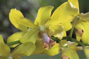 Dendrobium x / Dendrobium 'Jean Chrétien'