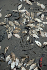 Pêche / Assèchement d'un étang