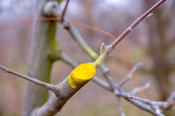 Winter pruned and protected apple tree