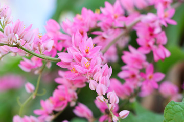 Obraz premium Mexican Creeper pink flowers background