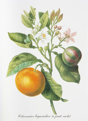 Illustration botanique / Citrus aurantium / Bigaradier