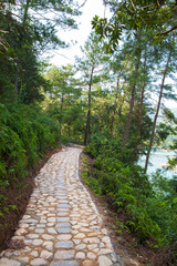Obraz premium Cobblestone walking way in forest