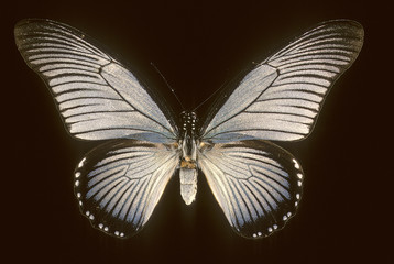 Papilio zalmoxis / Voilier bleu