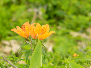Obraz premium Yellow lily close up