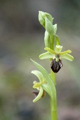 Ophrys arachnitiformis / Ophrys en forme d'araignée