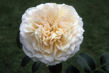Rosa x / Rose 'English Garden'