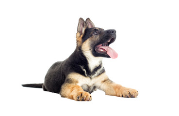 Fototapeta premium Shepherd puppy looking at the white background