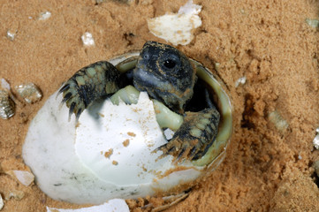 Testudo hermanni / Tortue d'Hermann