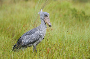 Balaeniceps rex / Bec-en-sabot du Nil