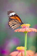 Butterfly on Flower