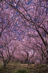 Fototapeta na wymiar 桜の森