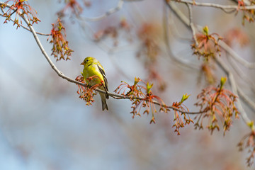 A female American Goldfinch (Carduelis trstis) perched on a maple branch in spring.