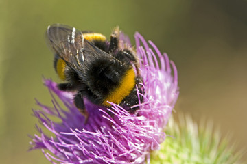 Bombus terrestris / Bourdon terrestre