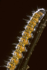 Phalera bucephala / Bucéphale