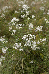 Achillea ptarmica / Achillée herbe à éternuer