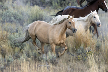 Obraz na płótnie Canvas Cheval / Race 'Quarter Horse'