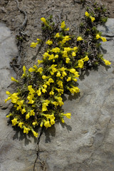 Androsace vitaliana subsp. vitaliana / Androsace de vitaliano