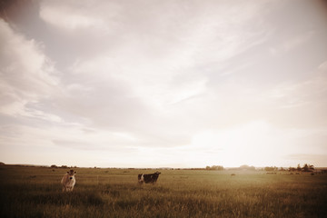 Naklejka premium cow